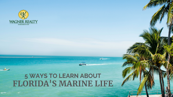 Florida Marine Life